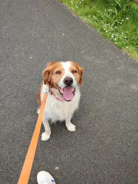 dog lost   17120 Cozes Jtadore