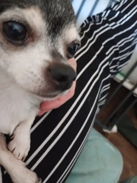 chien lost   17400 Mazeray Maiko
