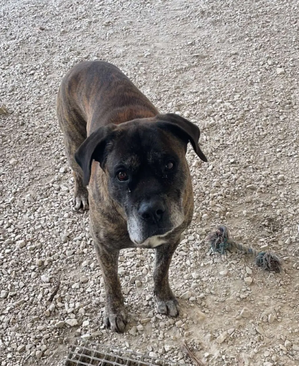 hond vermist 17150 Boisredon Millow hond lost 17150 Boisredon Millow