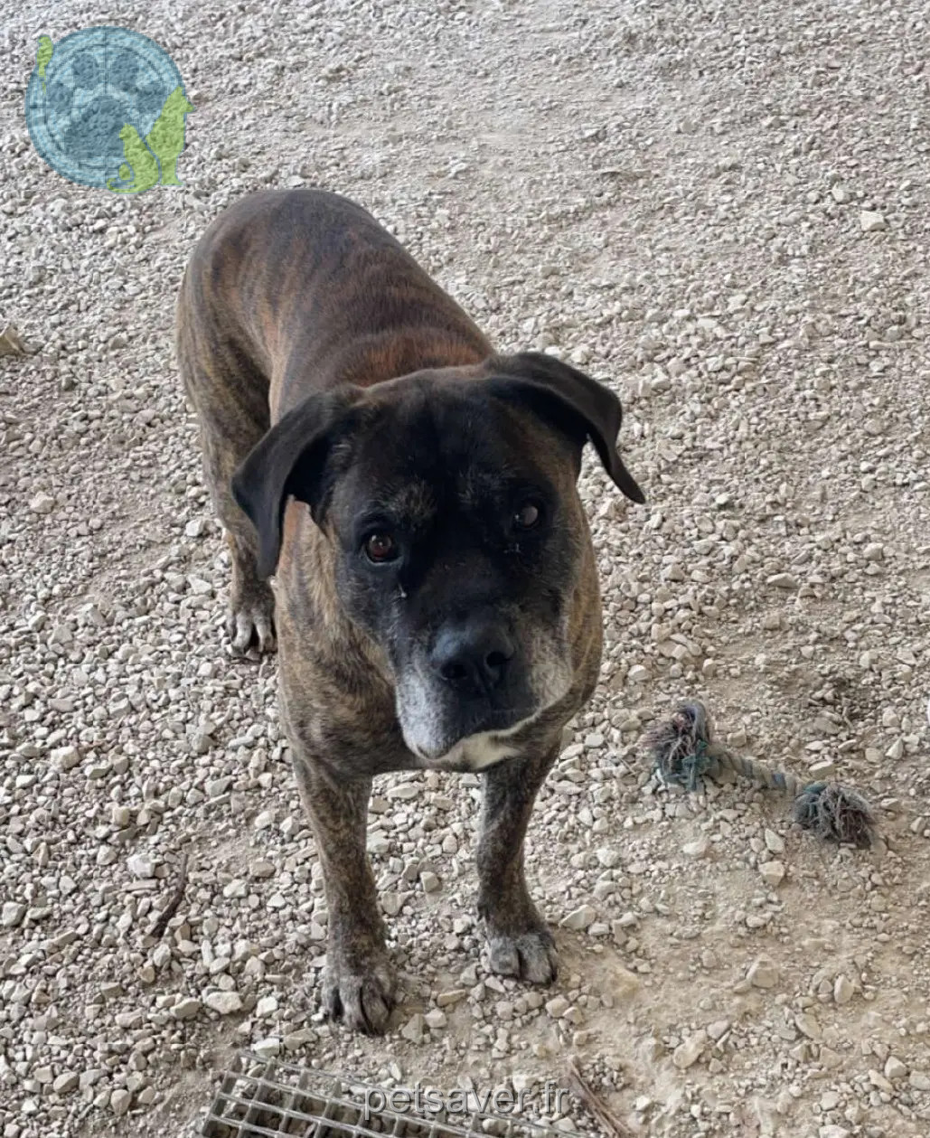 cão perdido 17150 Boisredon Millow cão lost 17150 Boisredon Millow