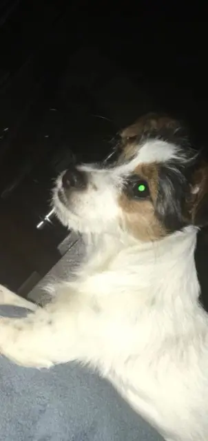 chien lost   17440 Aytré Mormeck