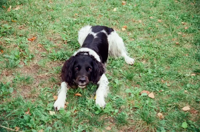 chien lost   17200 Royan Moujik