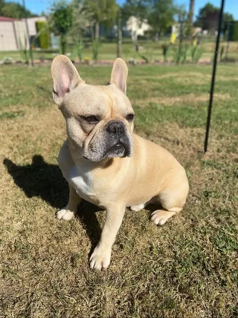 chien lost   17130 Montendre Oggy
