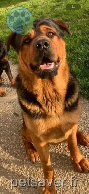 chien lost   17100 La Chapelle-des-Pots Pago