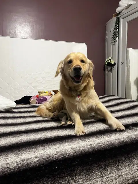 chien lost   17100 Saintes Rusty