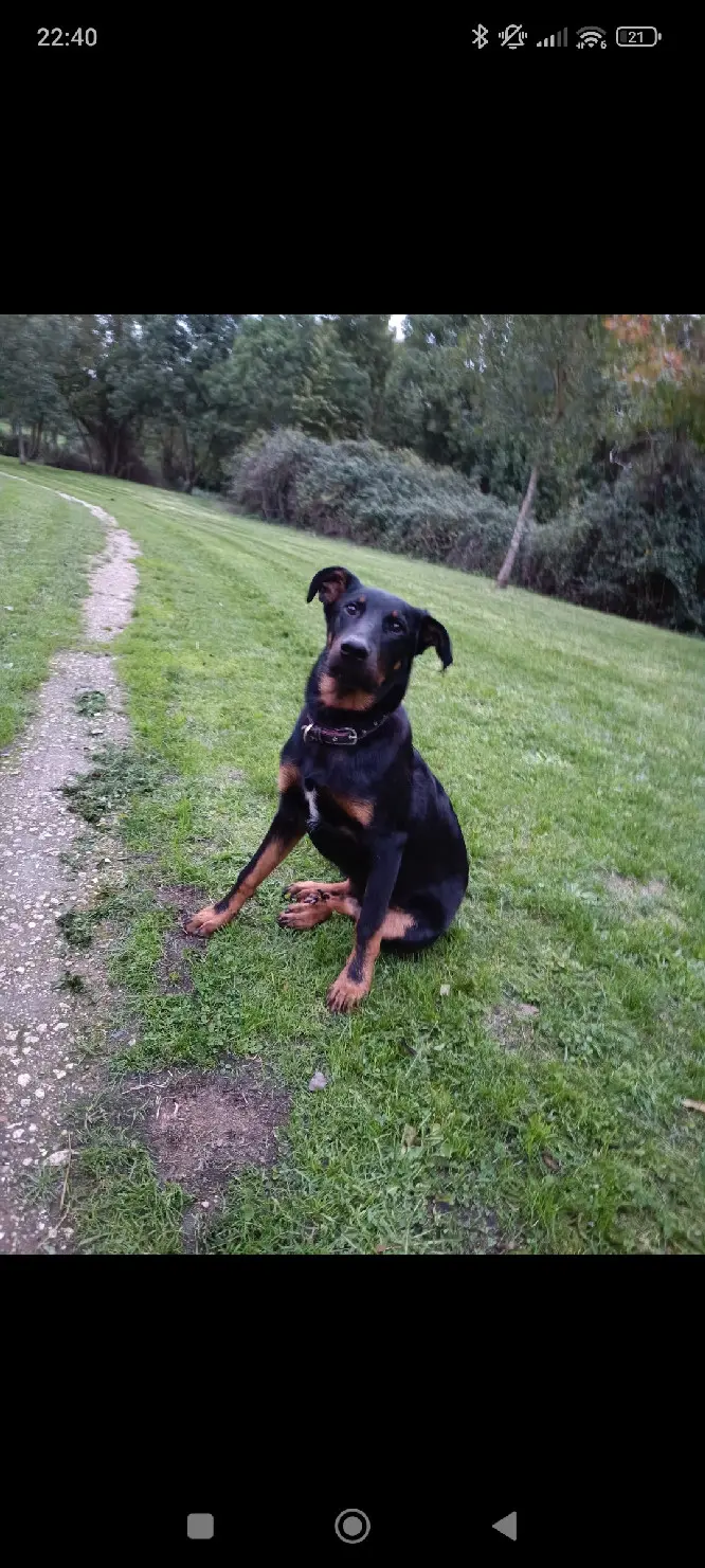 Chien Perdu 17 Charente-Maritime Chien Perdu 17 Charente-Maritime