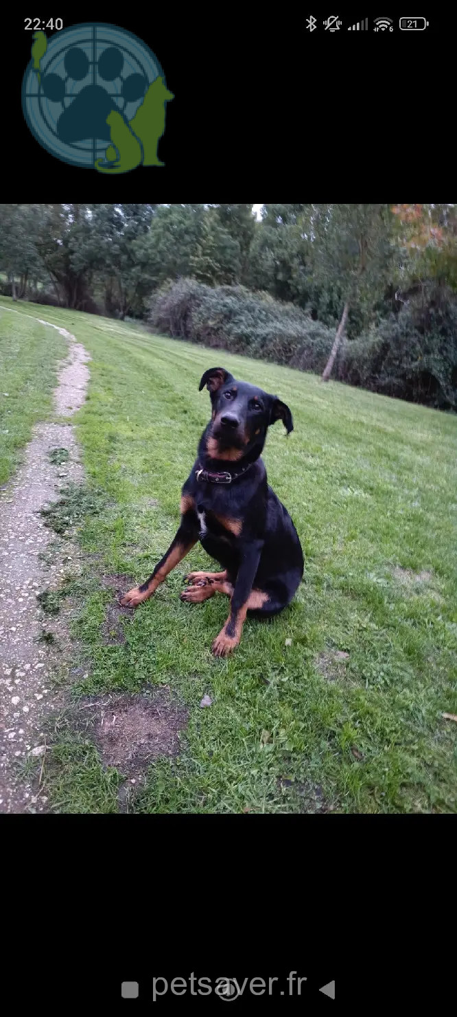 Chien Perdu 17 Charente-Maritime Chien Perdu 17 Charente-Maritime