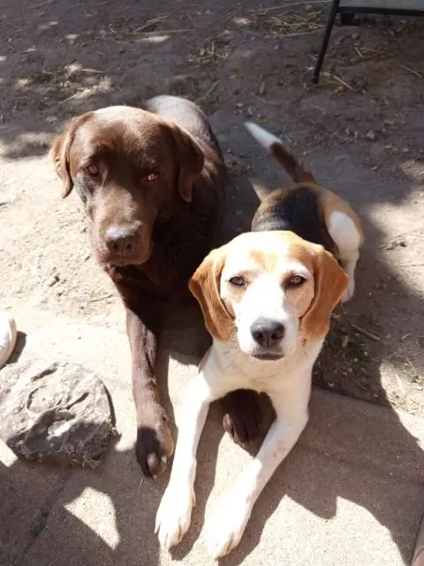 chien lost   17150 Mirambeau Saphir