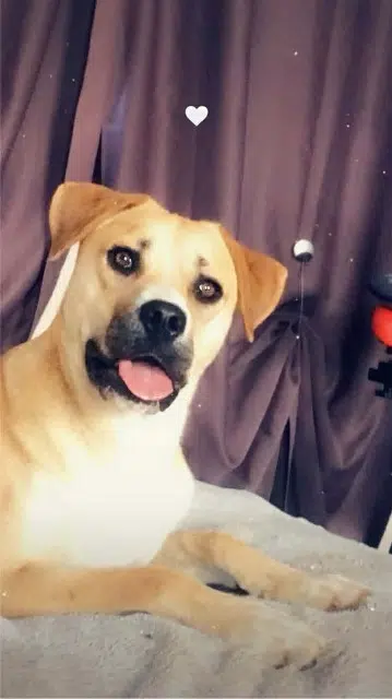 chien lost   17240 Lorignac Spike