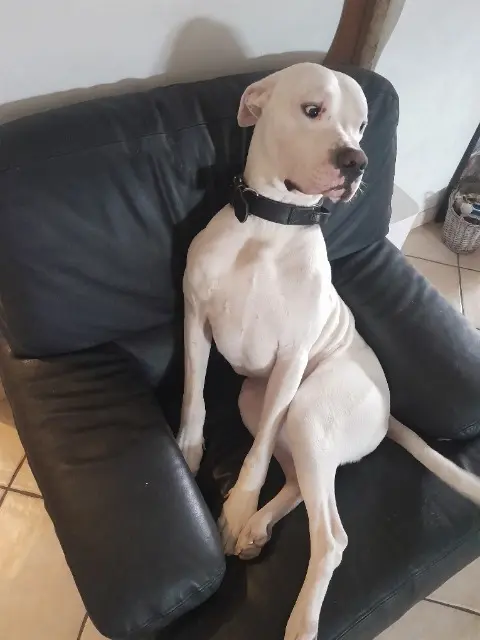 chien lost   17480 Le Château-d'Oléron Talion