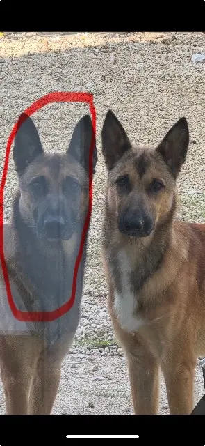 chien lost   17770 Bercloux Tao