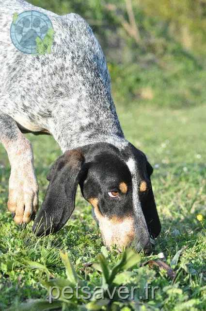 chien lost   17810 Pessines Virus