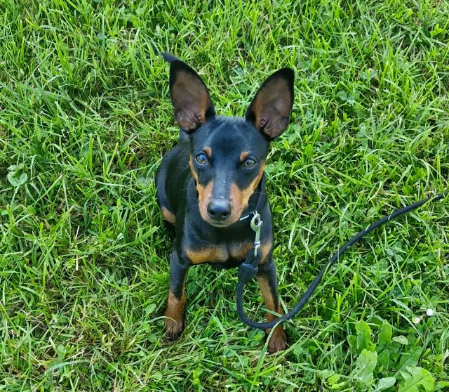 chien lost   17000 La Rochelle Volt