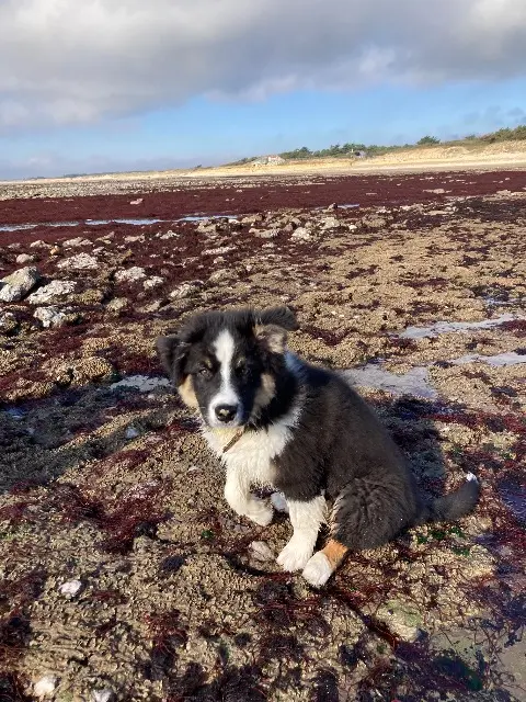 chien lost   17370 Le Grand-Village-Plage Vraz