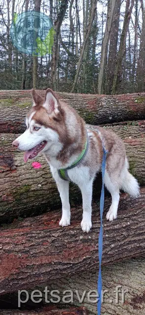 dog lost   17250 Geay Yoko