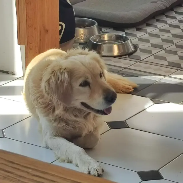 chien lost   18360 Saulzais-le-Potier Jacquo