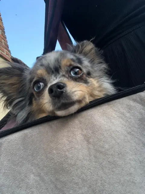 chien lost   18230 Saint-Doulchard Leetchy