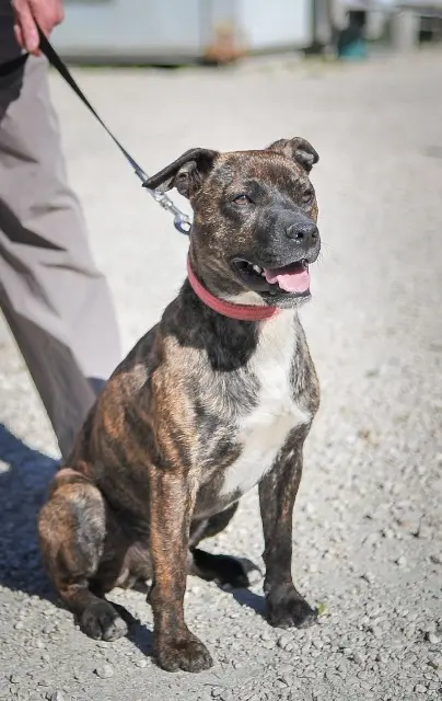 chien lost   18000 Bourges Mirko