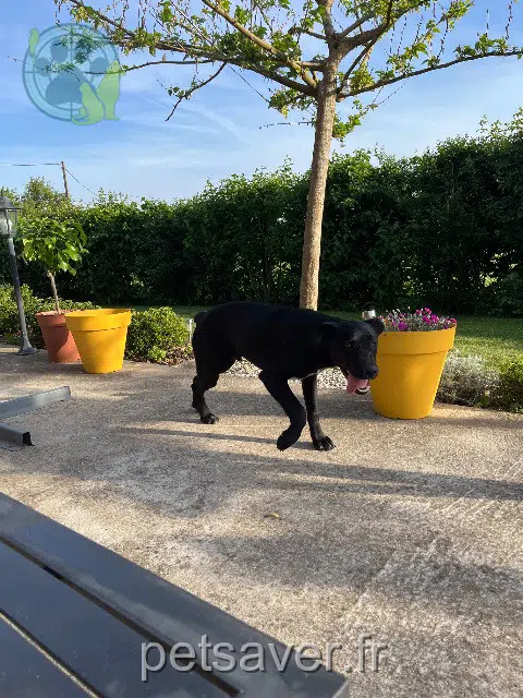 chien lost   18110 Quantilly Noir