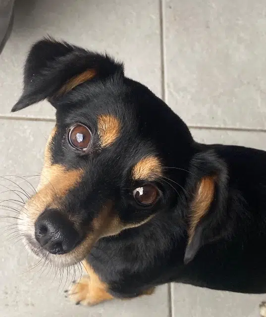 chien lost   18200 Saint-Amand-Montrond Oggy