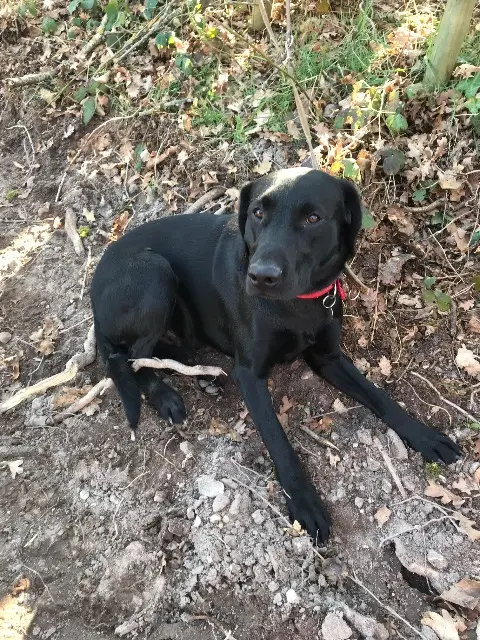 chien lost   18300 Vinon Owen