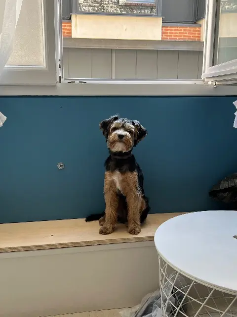 chien lost   18500 Vignoux-sur-Barangeon Plume