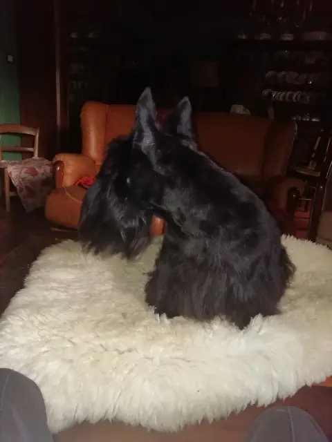 chien lost   18500 Vignoux-sur-Barangeon RONI