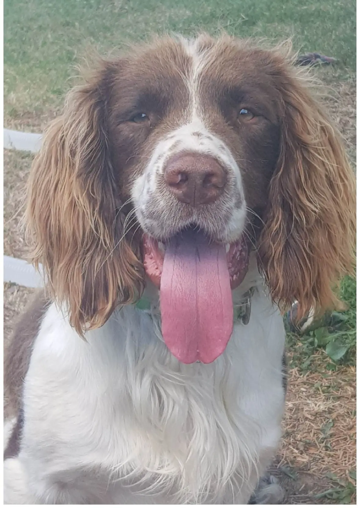 cão perdido 18140 Saint-Léger-le-Petit Tony cão lost 18140 Saint-Léger-le-Petit Tony