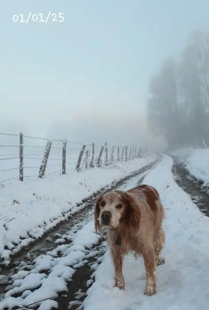 chien lost   19140 Eyburie Elioth