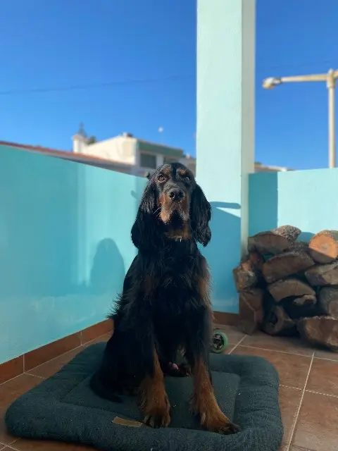 chien lost   19360 Dampniat Haribo