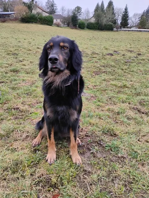 chien lost   19150 Espagnac Iko et mei