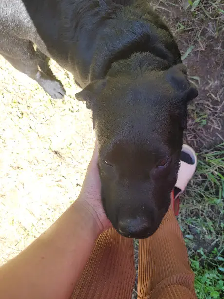 Chien Perdu 19 Corrèze Malemort - Voyou Chien Perdu 19 Corrèze Malemort - Voyou