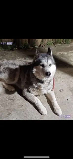 chien lost   19230 Arnac-Pompadour Nexo