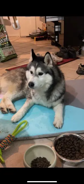 chien lost   19230 Arnac-Pompadour Nexo