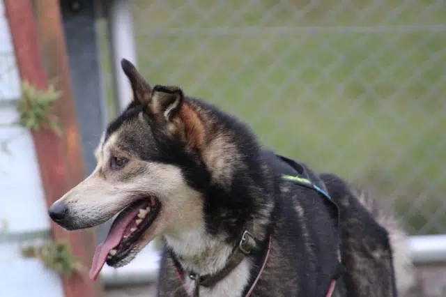 chien lost   19150 Cornil Ozan