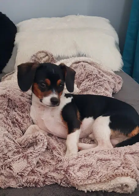 chien lost   19270 Sainte-Féréole Pumba