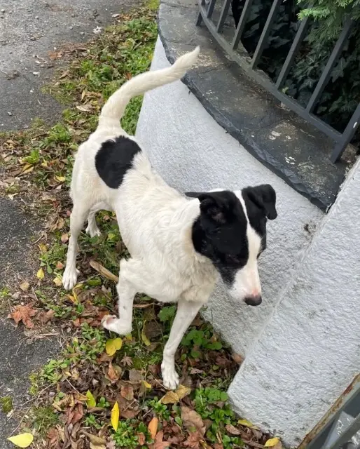 chien lost   19270 Ussac Ricky