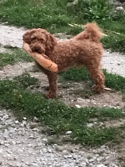 chien lost   19200 Ussel Sapristi