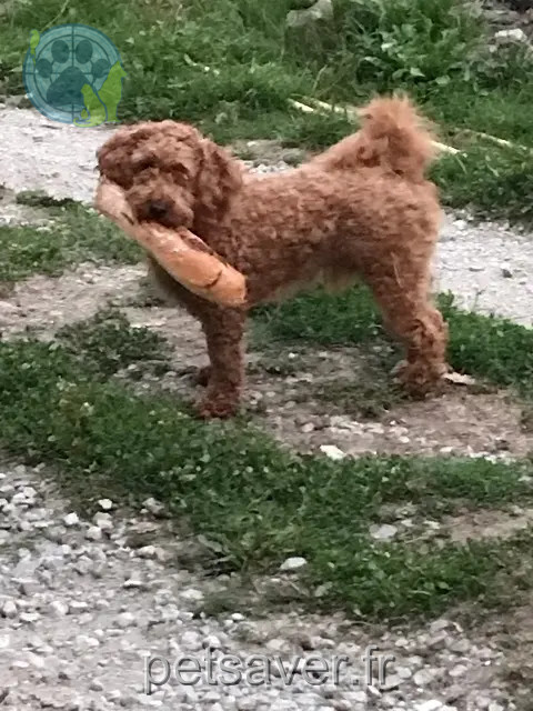 perro perdido 19200 Ussel Sapristi perro lost 19200 Ussel Sapristi