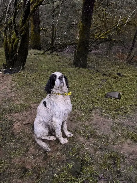 chien lost   19800 Bar Shek