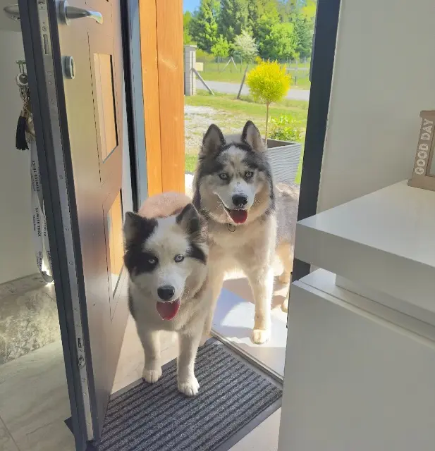 chien lost   19290 Chavanac SNOW & PANDA