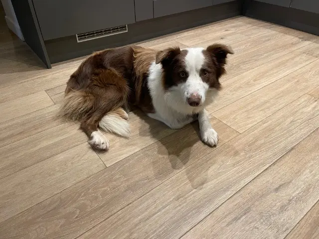 chien lost   19600 Lissac-sur-Couze Tofino