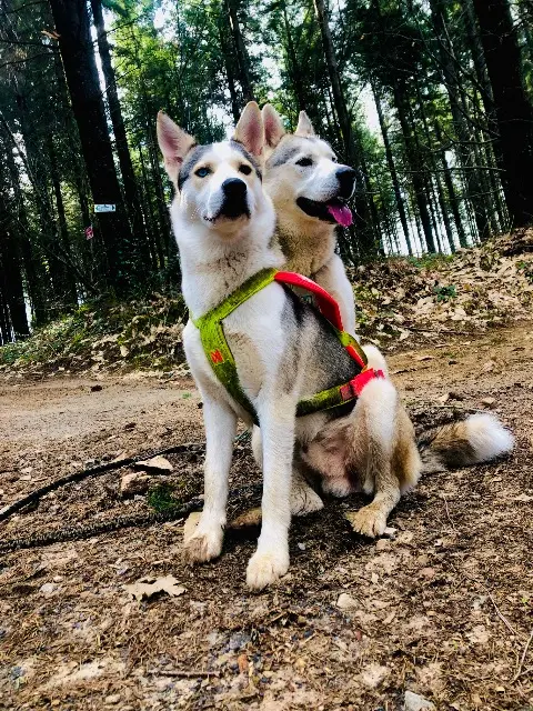 chien lost   19120 Tudeils Tratak et ujjayi