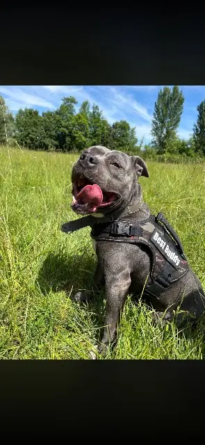 chien lost   19600 Larche Tyser