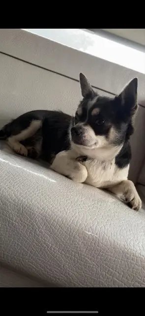 chien lost   21000 Dijon Sipirite