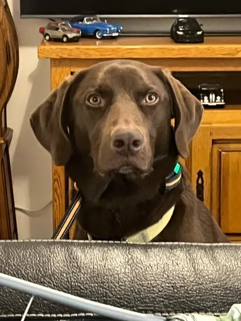 chien lost   21540 Blaisy-Bas Laiko