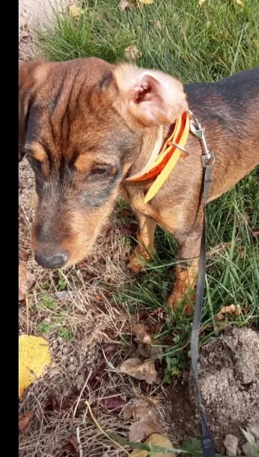 chien lost   21310 Tanay Peluche