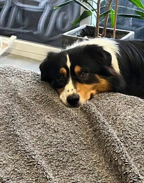 chien lost   21530 Sincey-lès-Rouvray Rocco