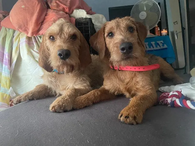 chien lost   21150 Darcey Ulko