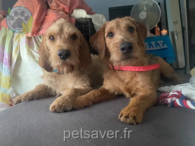 chien perdu 21150 Darcey Ulko chien lost 21150 Darcey Ulko